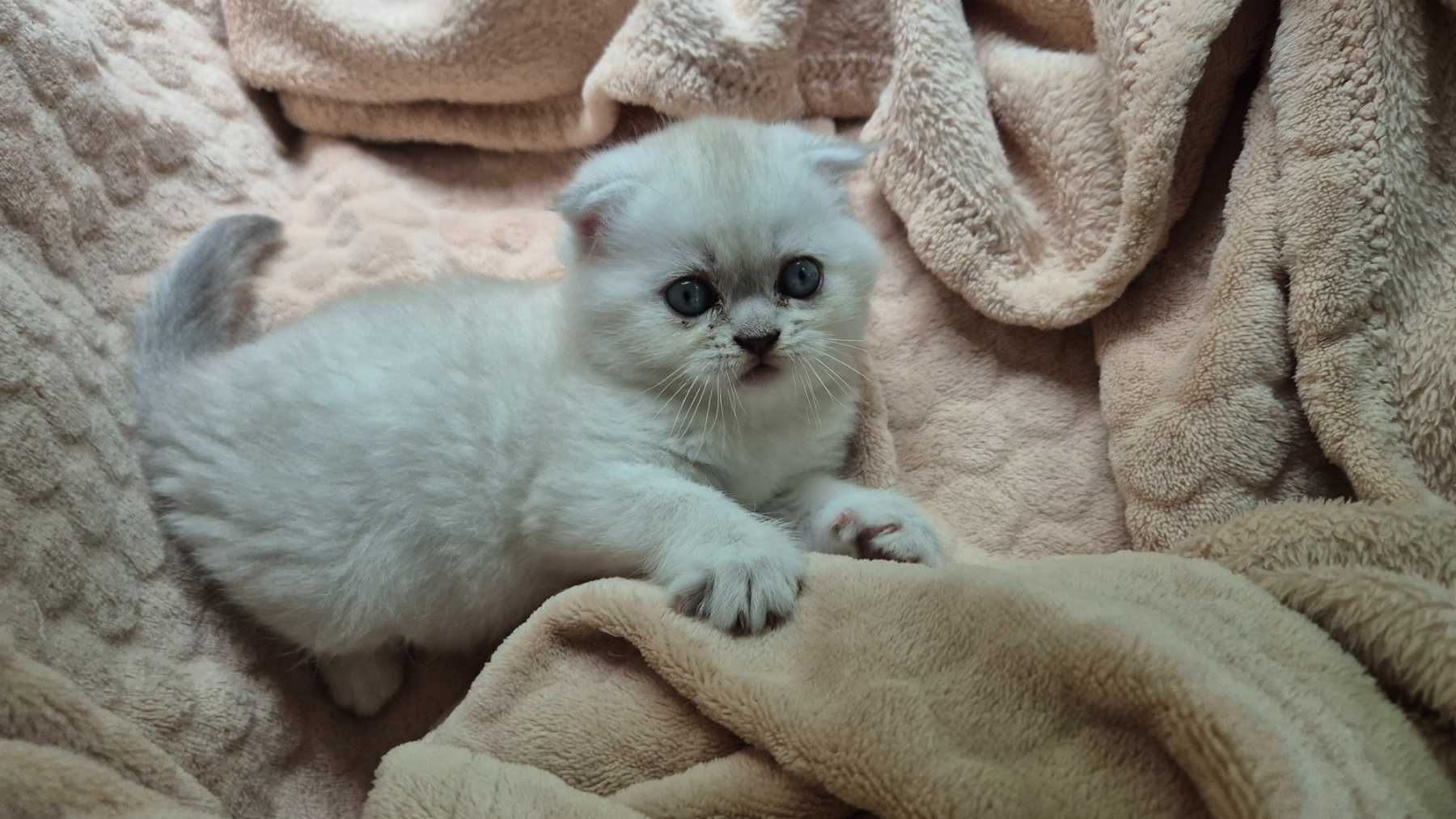 Клепоухо британско коте