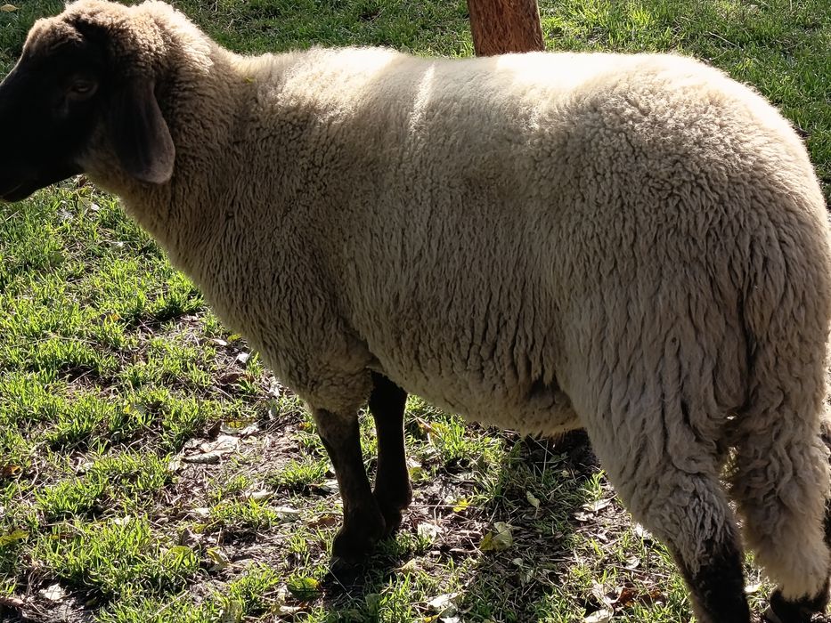 Vând 2 berbecuți,  berbeci de anul acesta, 2025