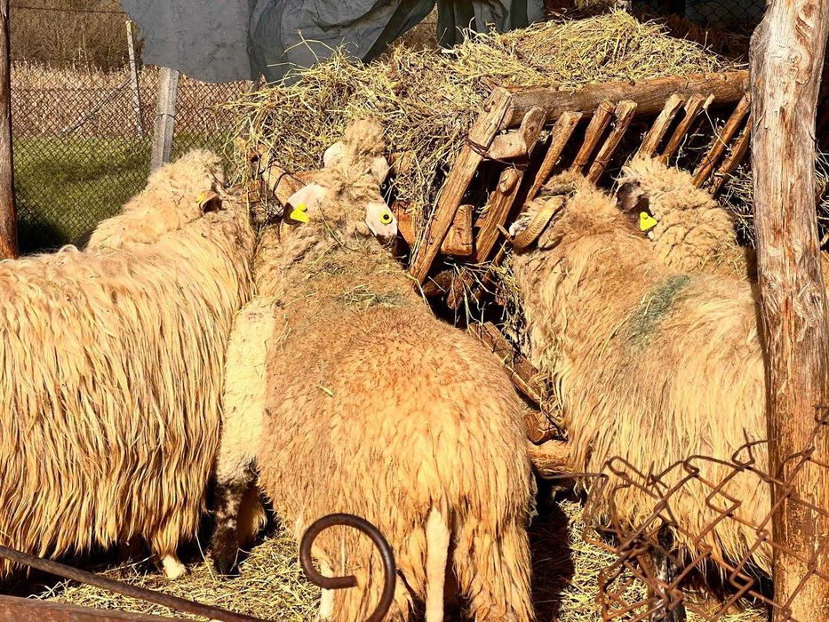 Vand 7 oi bune de lapte