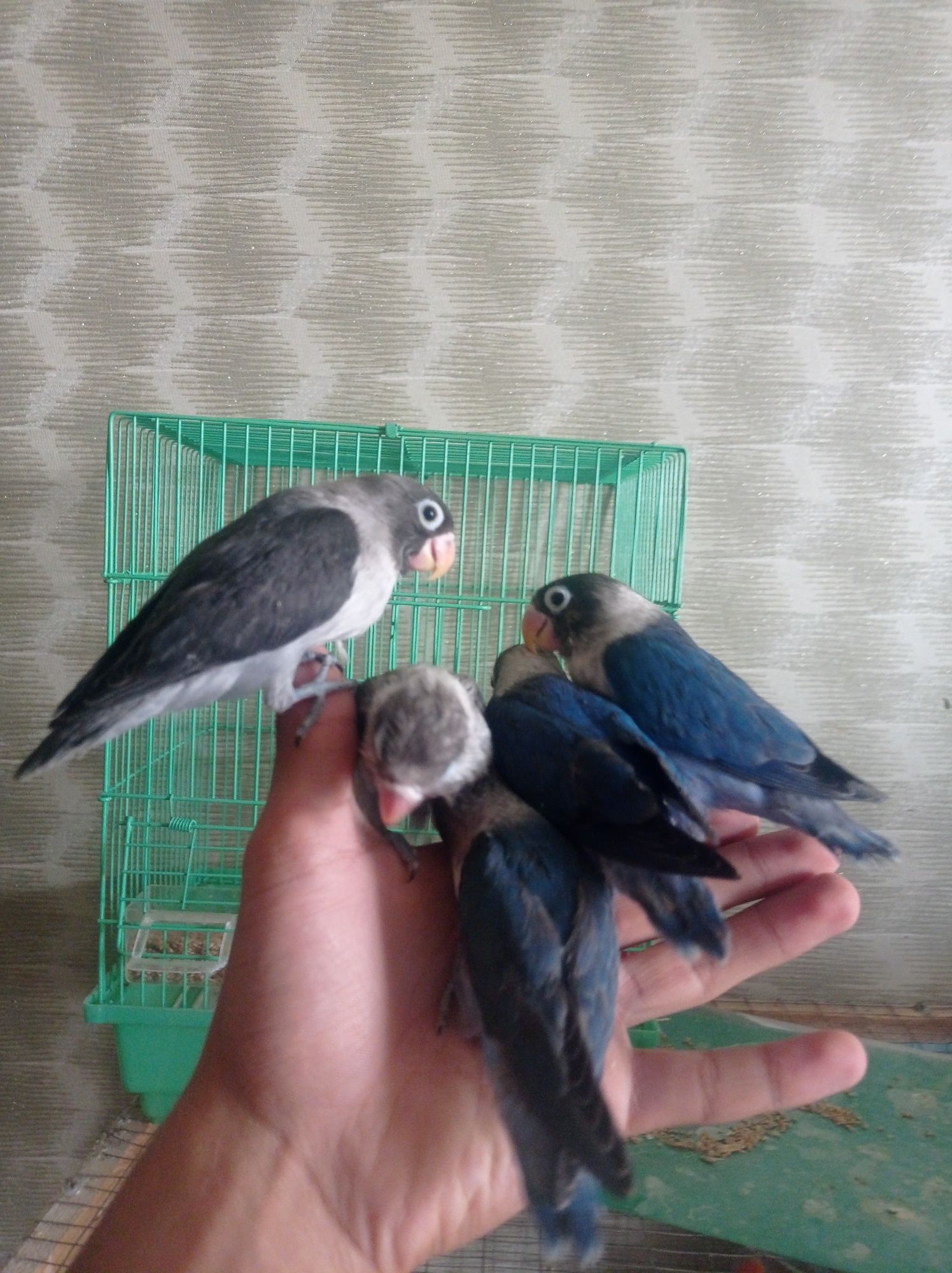 Ручной кушлар сотилади