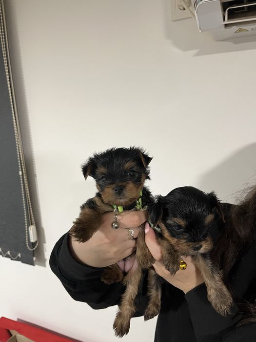 Йоркширски териер