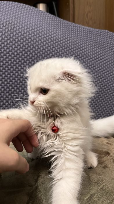 Скотиш фолд вислоухая, Шотландская длиношёрстая