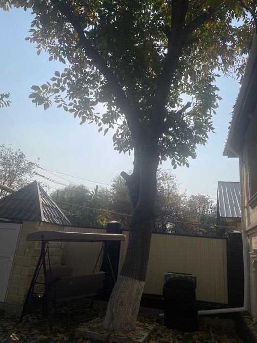 Дерево Орех,20 лет