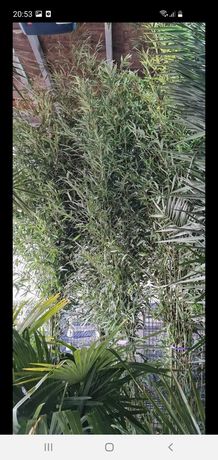 vand bambus puieti de catina pin gard viu mesteacan tuia .pret mic