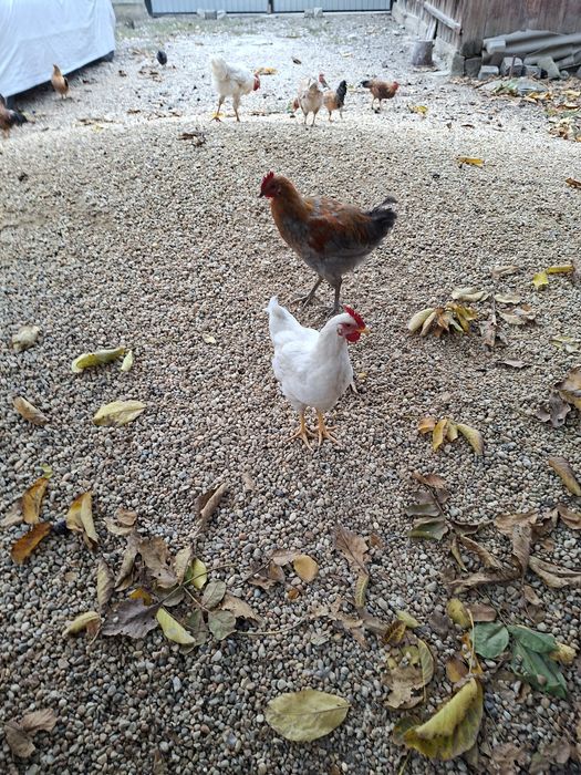 Vand un lot de 30 de pasari(4 cocosi tineri de casa +26 de rate mute)