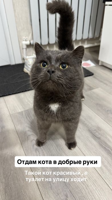 Отдам кота в добрые руки