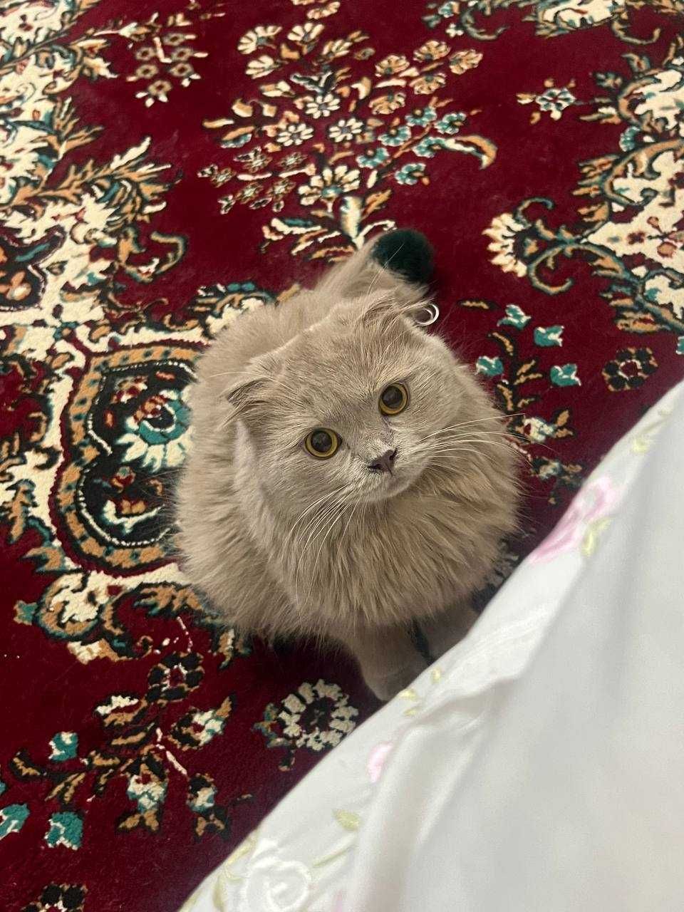 ищу невесту для Британского длинношёрстного котика