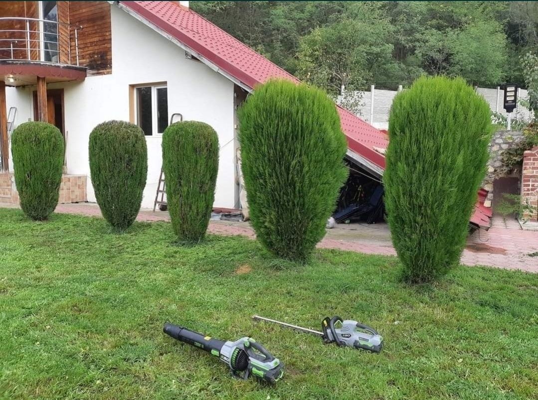 Cosmetizare tuia și alte plante