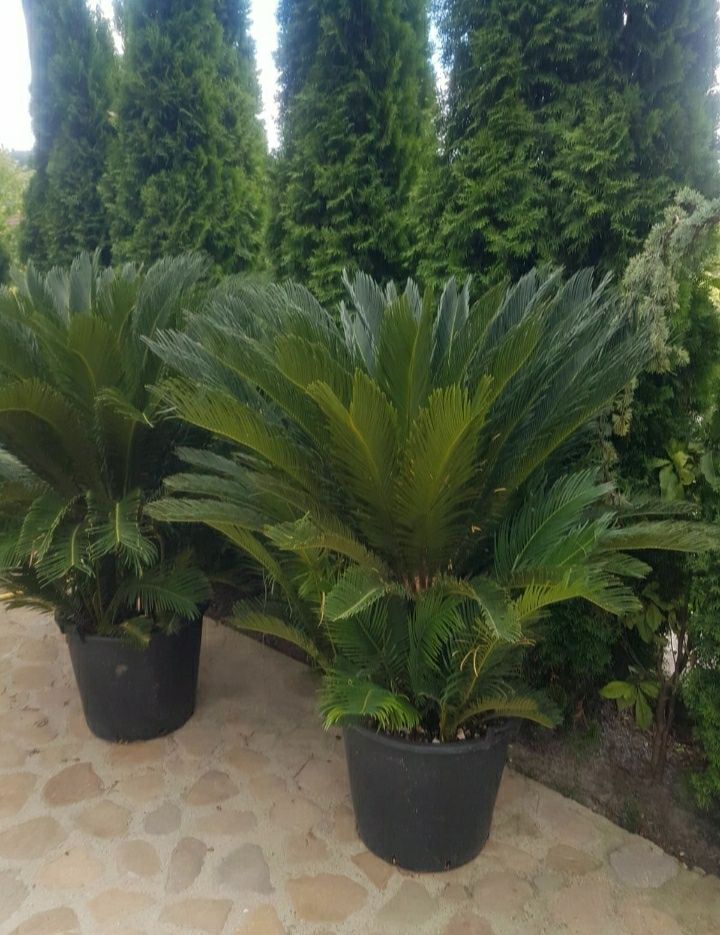 Palmierii de mai multe soiuri