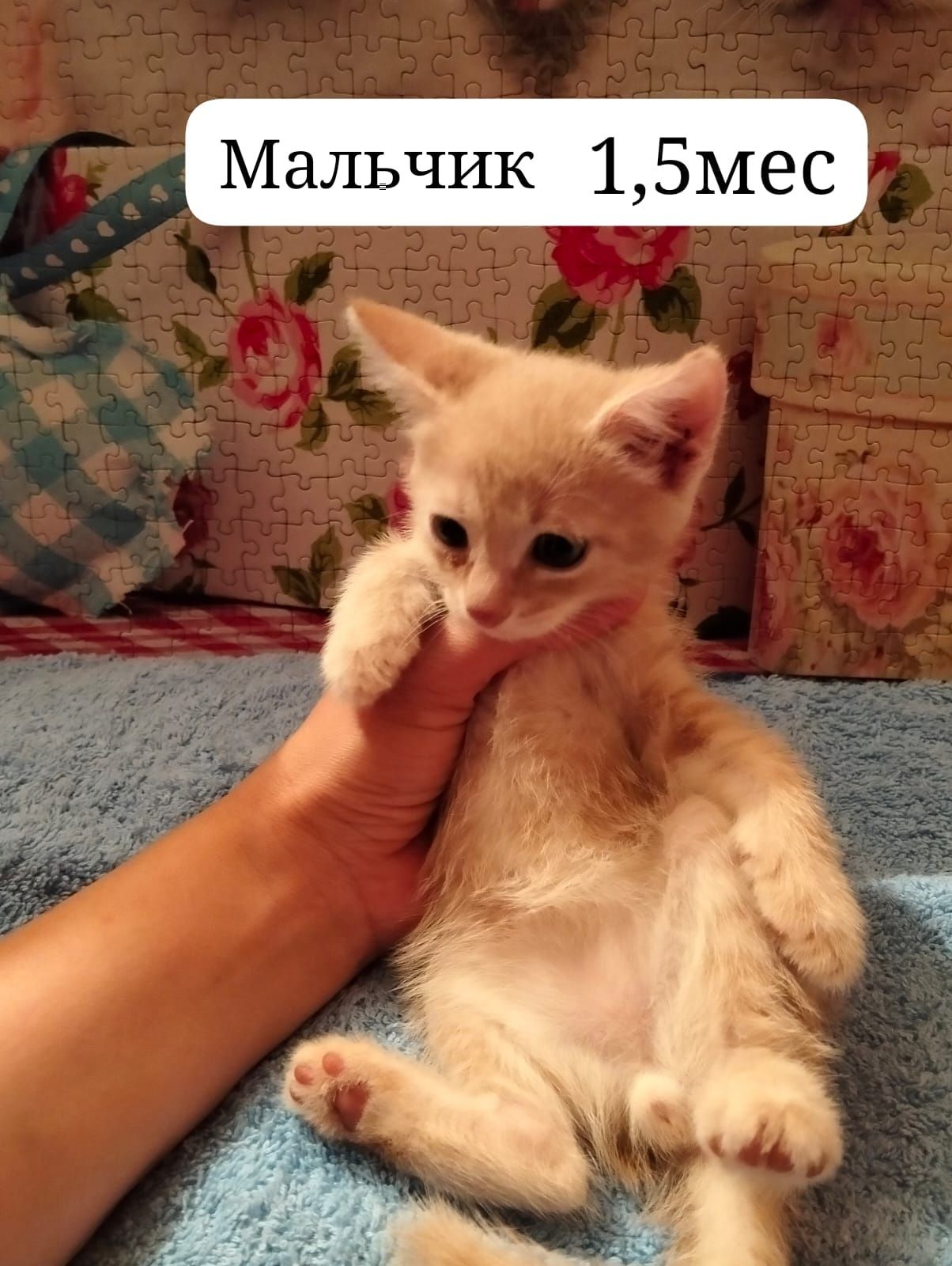 Котята бесплатно