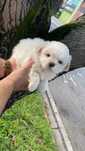 Bichon maltez mini toy