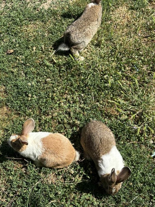 Vând iepuri belgieni