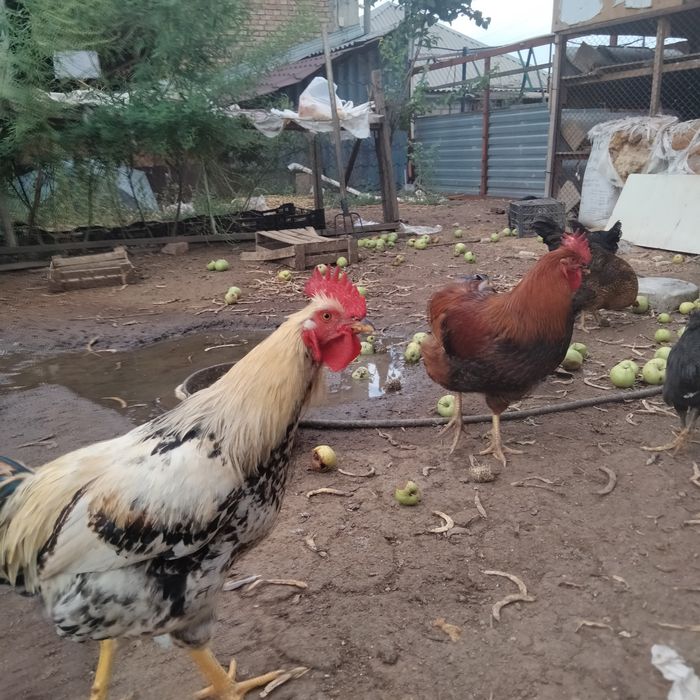 Молодые петухи, здоровые