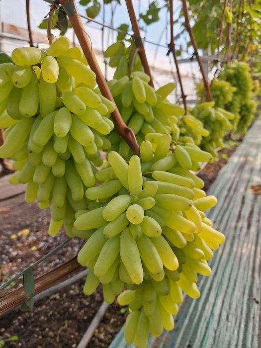 Vita de vie soiuri Apirene