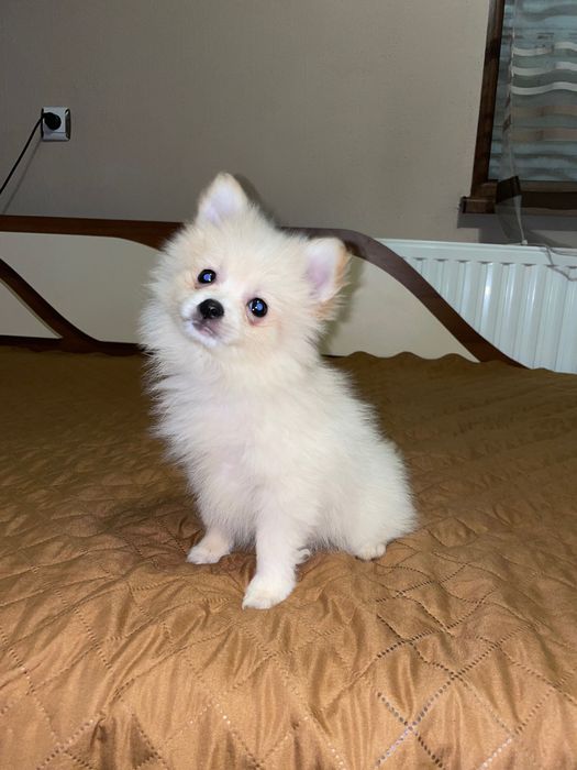 Мини шпиц момчее