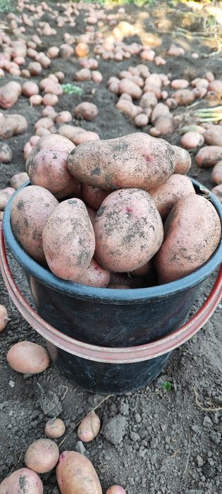 Продам картофель