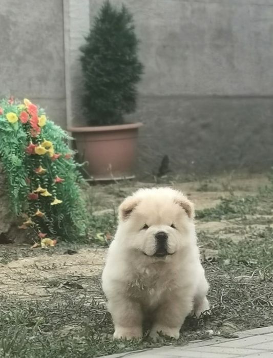 CHOW CHOW femela cream cu pedigree