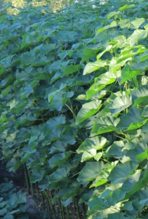 Павлония кочатлар