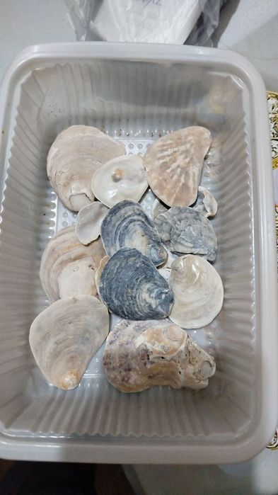 Ракушки натуральные