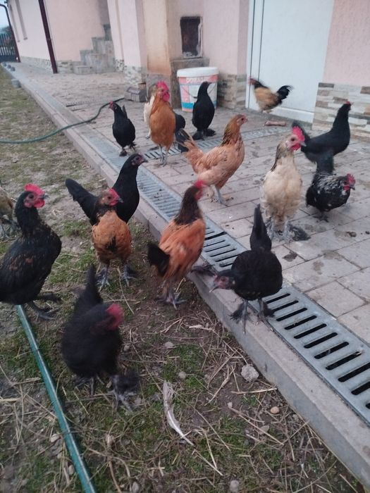 Vând găinușe și cocosi pitici