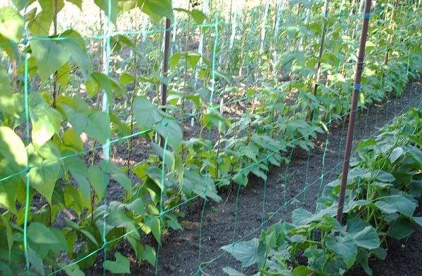 Plasa Sustinere Plante cataratoare(flori, castraveti, fasole)