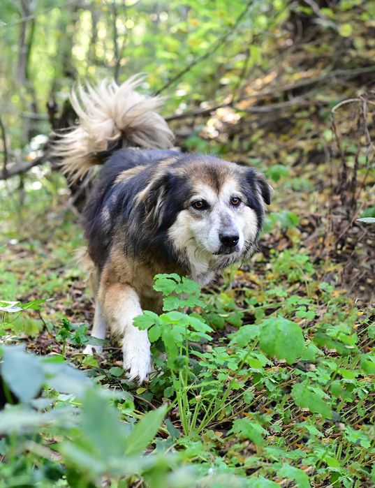 Câine pentru adopție