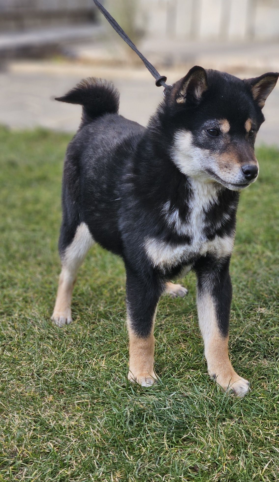 Baiat Shiba cu pedigree