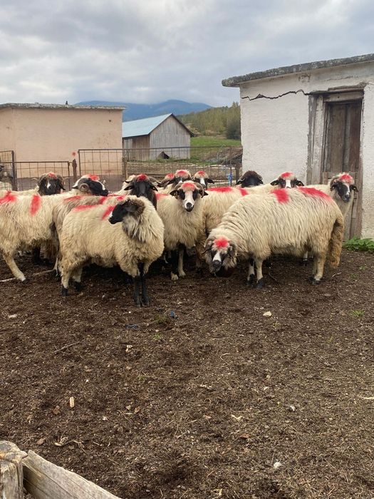 Vand 12 oi si 2 miori