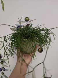 Рипсалис кассута (лесной кактус)