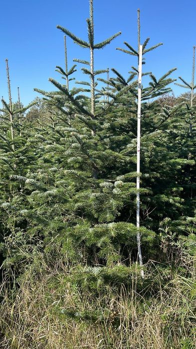 Brazi arginți și verzi