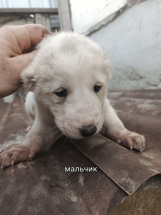 Продам щенков Алабая