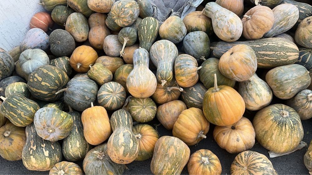 Тыква на манты хорошийе