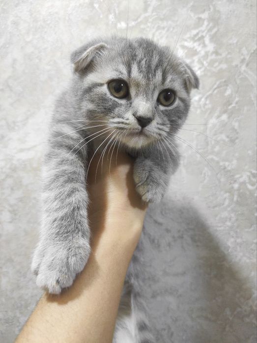 Scottish fold 2,5 oylik sotiladi