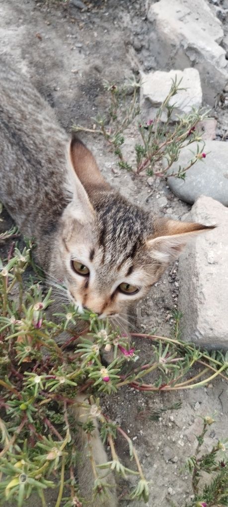 Отдам котенка мальчик