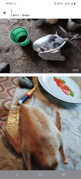 Домашние гуси на