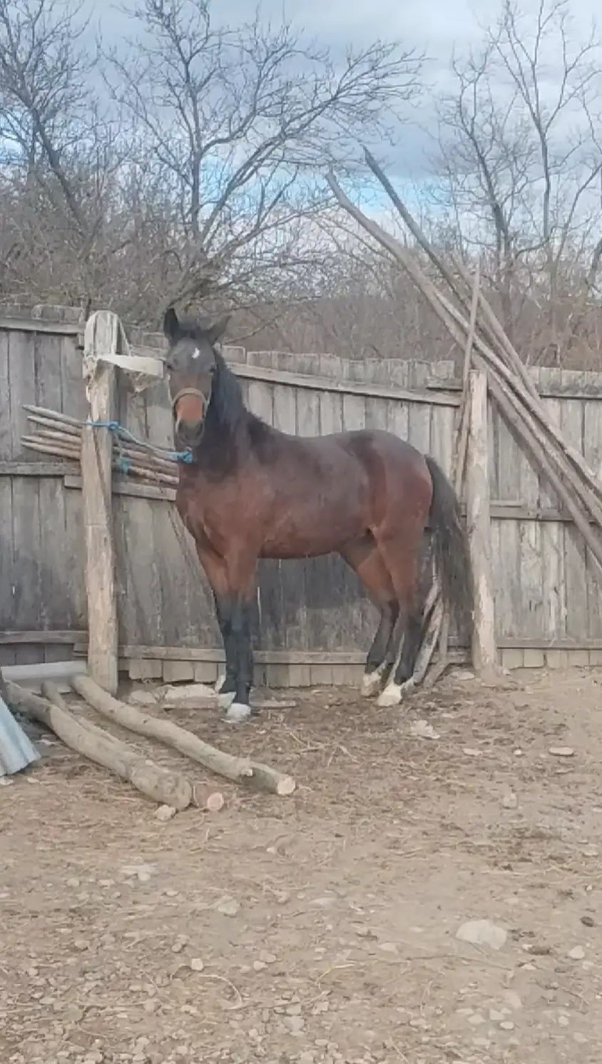 Vând mânză de 2 ani