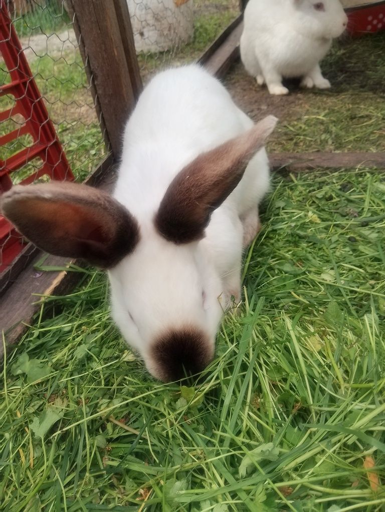 Vând iepurași de 2 luni.