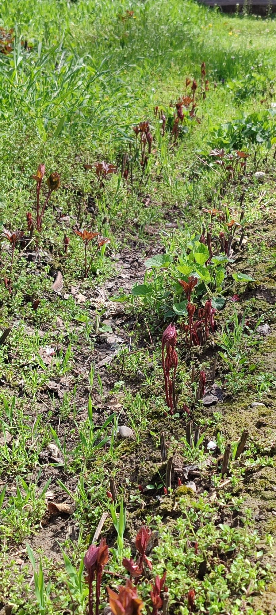 Poyon koʻchatlari sotiladi