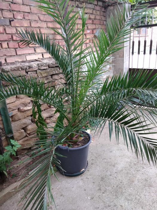 цветя подходящи за заведения или офиси