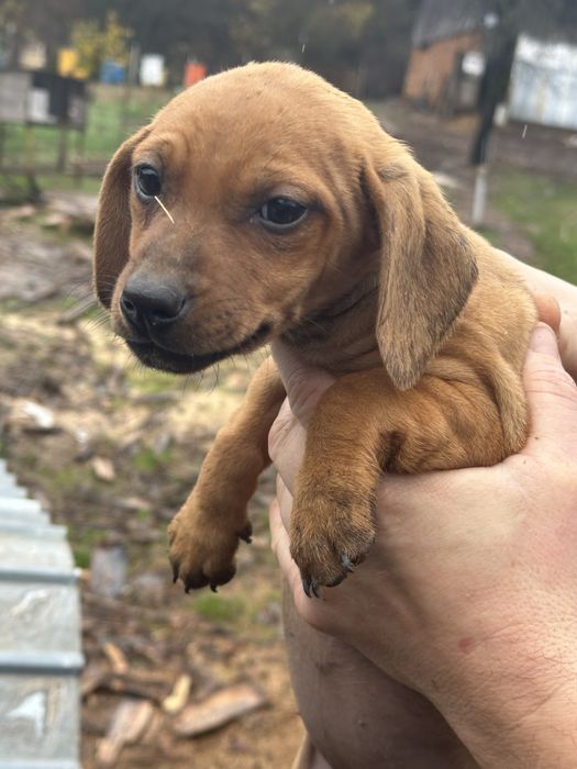 Подарявам кученца