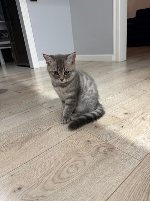 Продам шотландского котенка