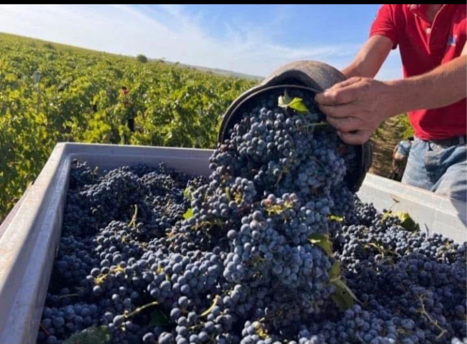 Vand struguri de vin