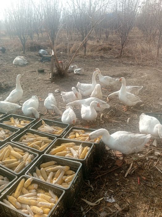 Гусеи продам срочно