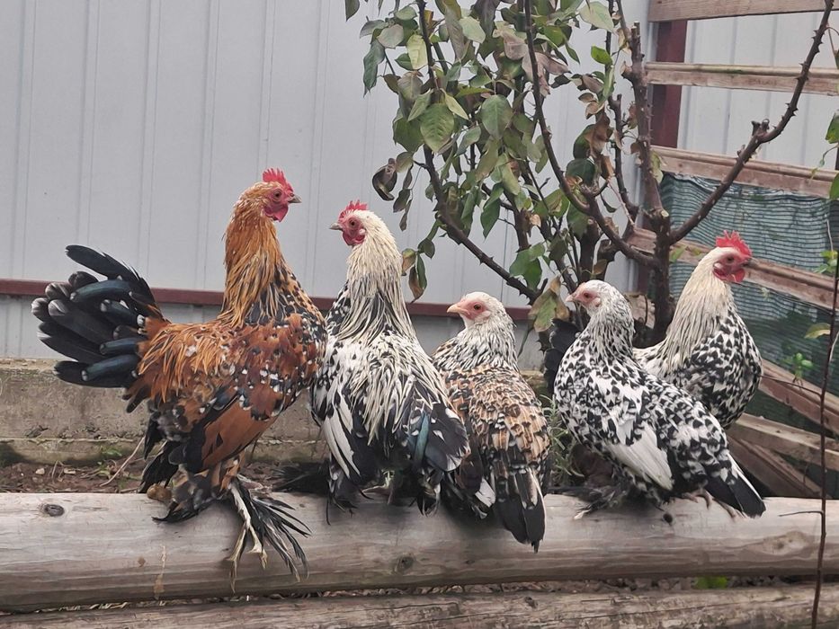 Gaini rasa mii de flori