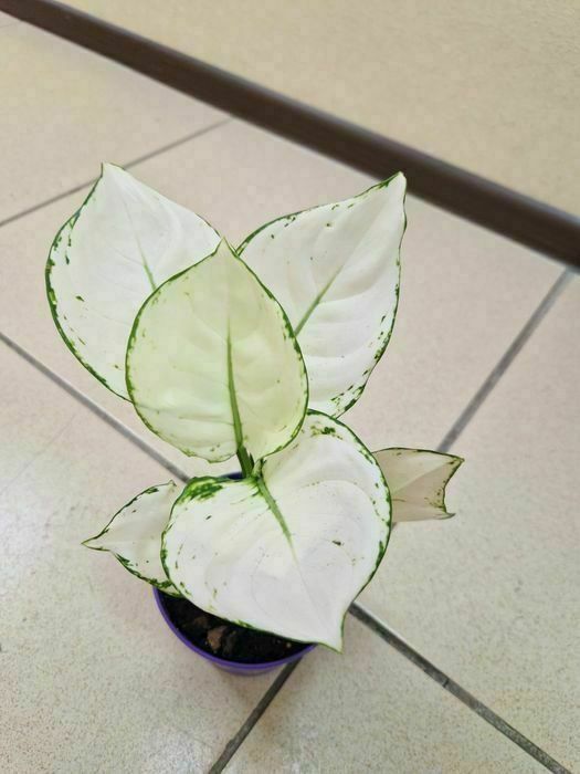 Продам комнатные цветы