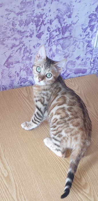 Продам Бенгальскую кошку