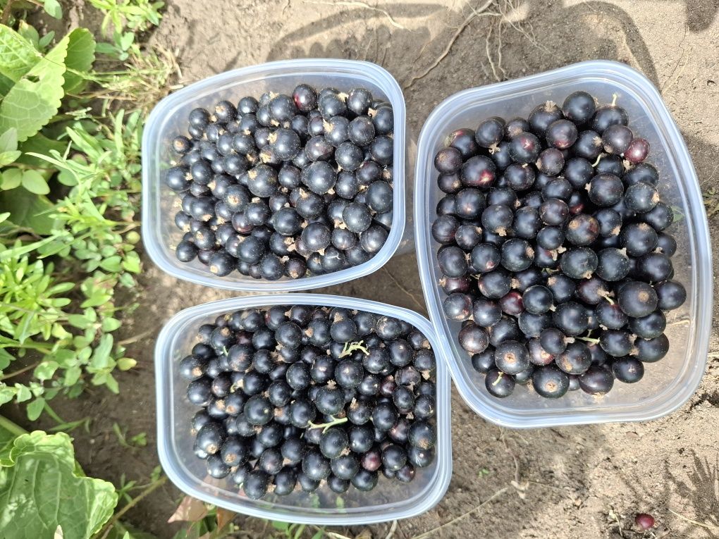 Продам чёрную смородину