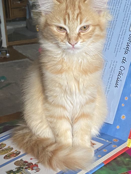 Ragdoll flame motanel 2,2 luni