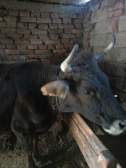 Vand vaca gestanta in 5 luni