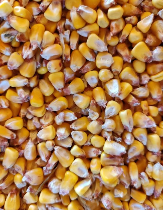 Vând porumb și triticale producție 2025